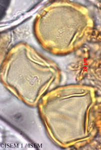 ISEM 1/Symplocos_fimbriata_29459/Symplocos_fimbriata_29459_0001(copy)_thumb.jpg